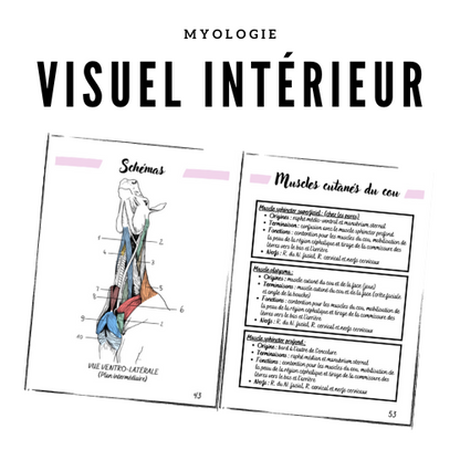 Le Carnet de Myologie